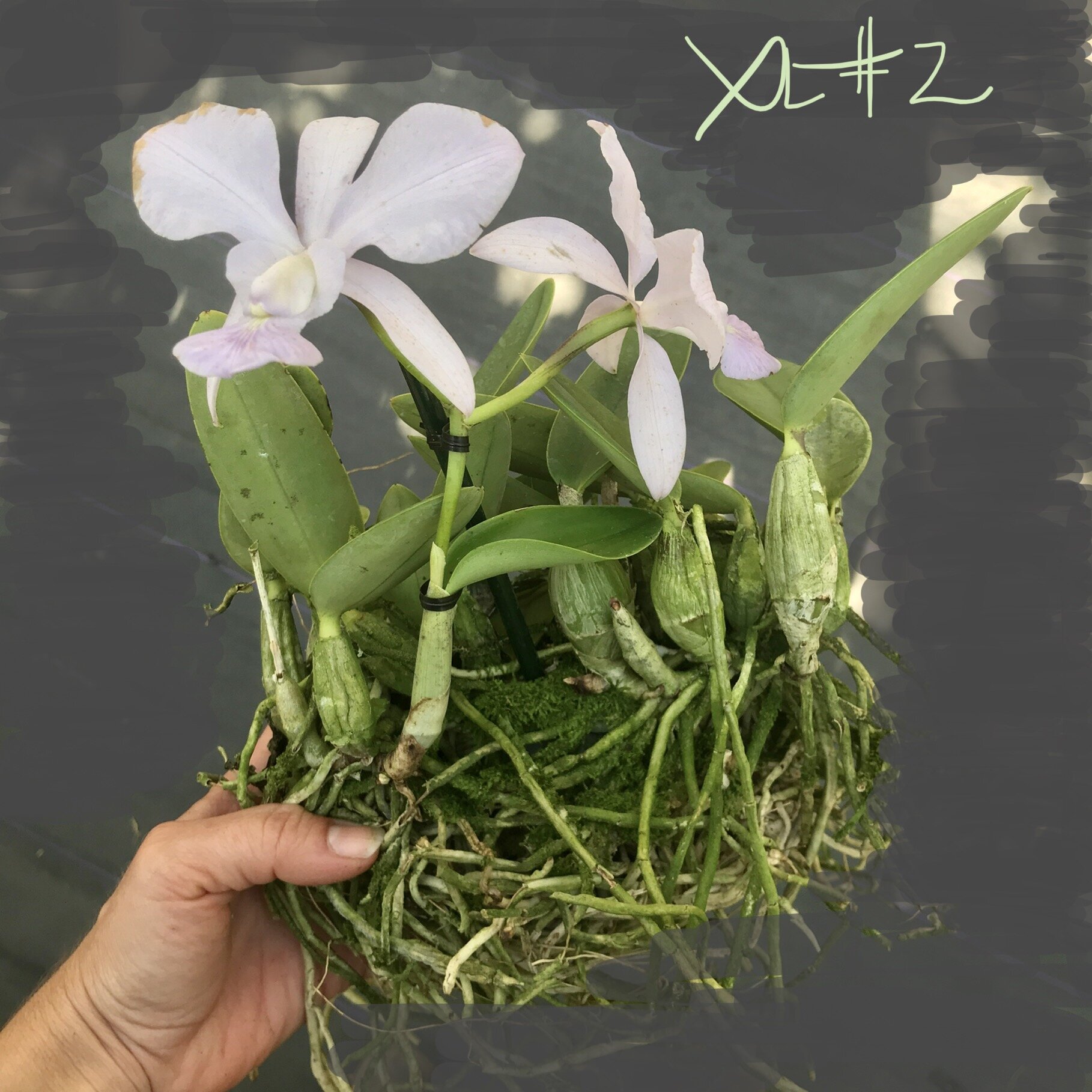 洋蘭 原種 カトレア C walkeriana coerulea 個体名付き個体 OG